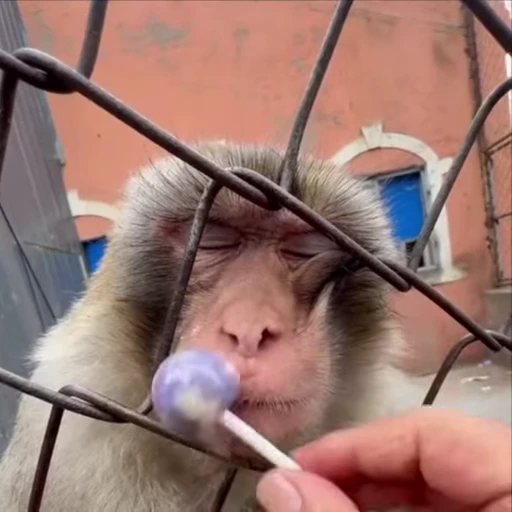 🌟 Стикер «Monkeys» для Telegram