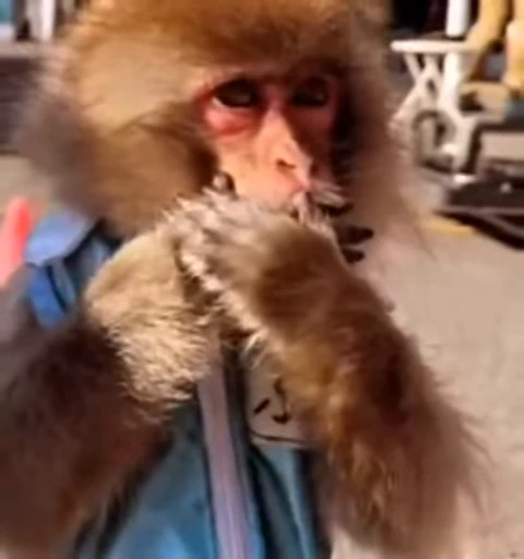 🌟 Стикер «Monkeys» для Telegram
