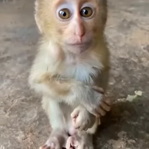 🥺 Стикер «Monkeys» для Telegram