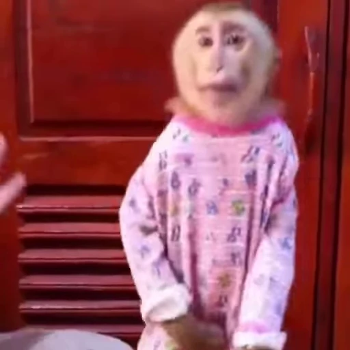 💃 Стикер «Monkeys» для Telegram