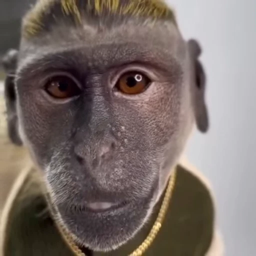 😍 Стикер «Monkeys» для Telegram