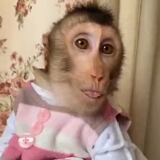 😊 Стикер «Monkeys» для Telegram