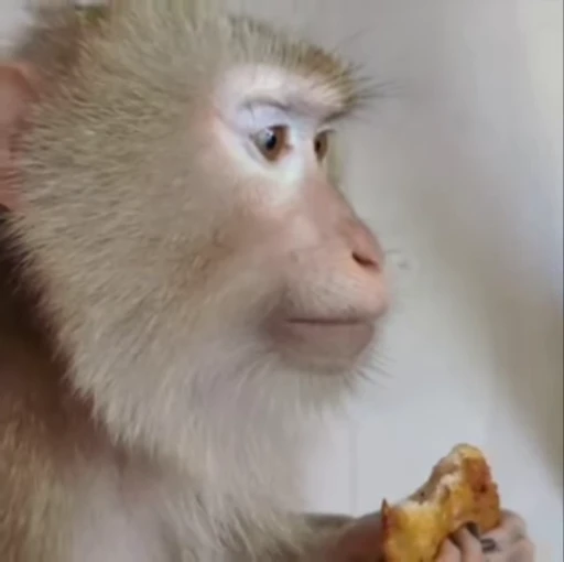 🌟 Стикер «Monkeys» для Telegram