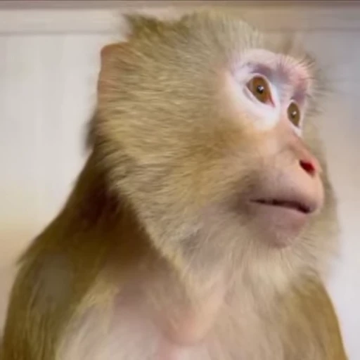 🌟 Стикер «Monkeys» для Telegram
