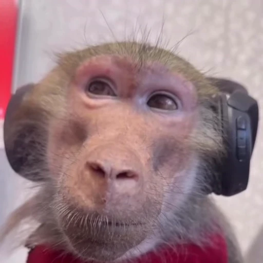 🌟 Стикер «Monkeys» для Telegram