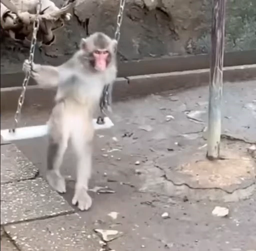 🌟 Стикер «Monkeys» для Telegram