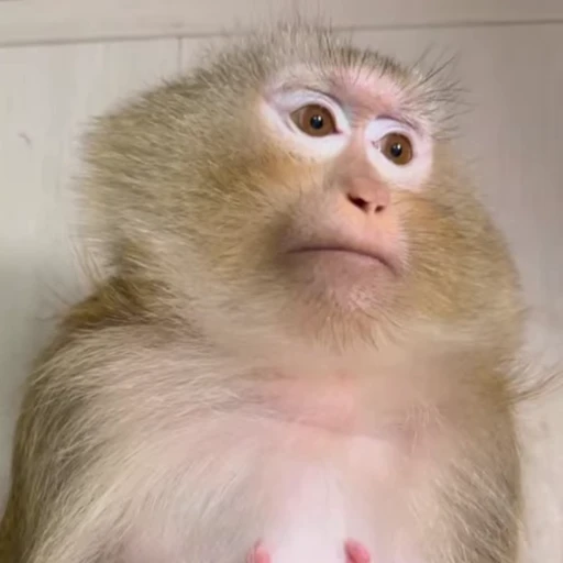 😐 Стикер «Monkeys» для Telegram