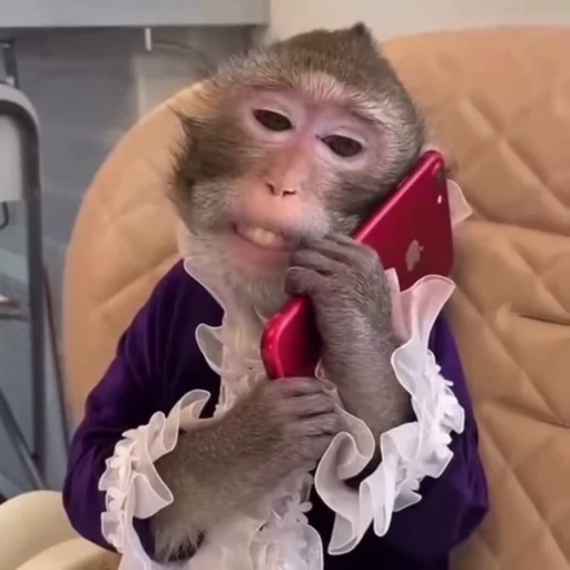 🌟 Стикер «Monkeys» для Telegram