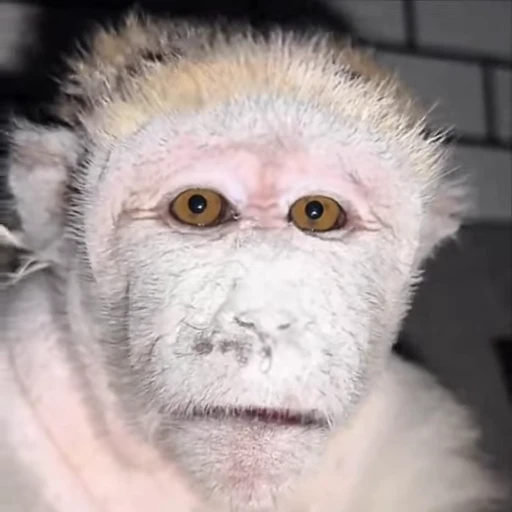 🌟 Стикер «Monkeys» для Telegram