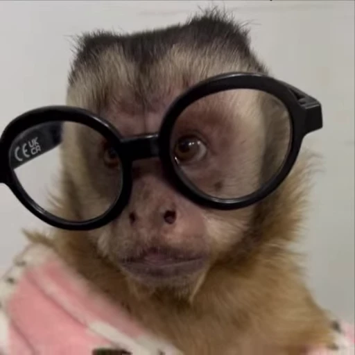 🌟 Стикер «Monkeys» для Telegram