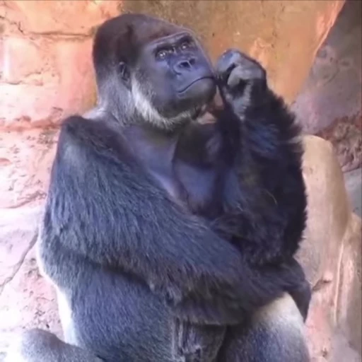 🌟 Стикер «Monkeys» для Telegram