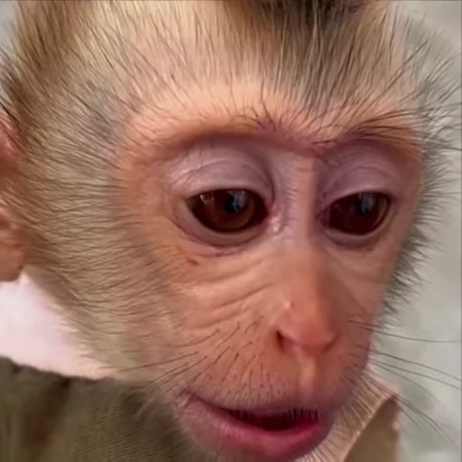 🌟 Стикер «Monkeys» для Telegram