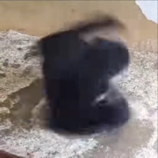 🌟 Стикер «Monkeys» для Telegram