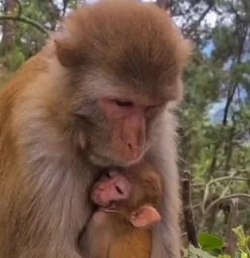 🌟 Стикер «Monkeys» для Telegram