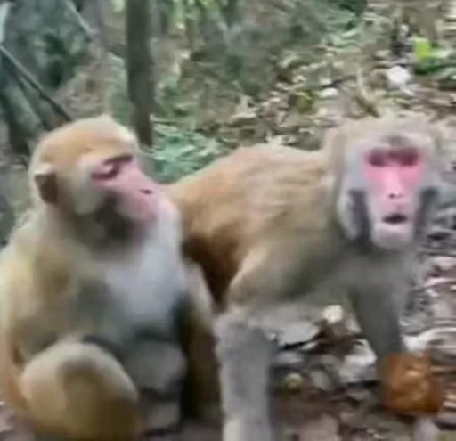😡 Стикер «Monkeys» для Telegram