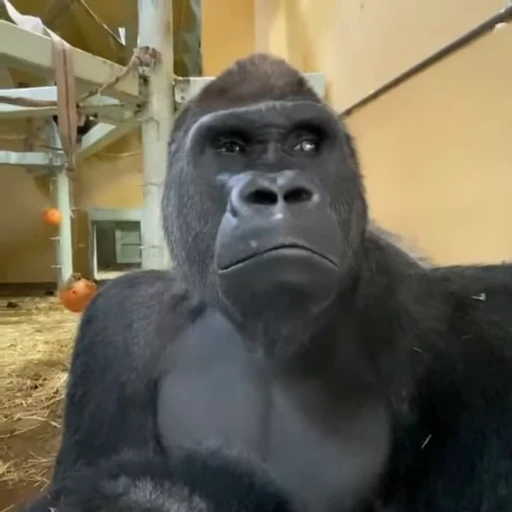 🌟 Стикер «Monkeys» для Telegram