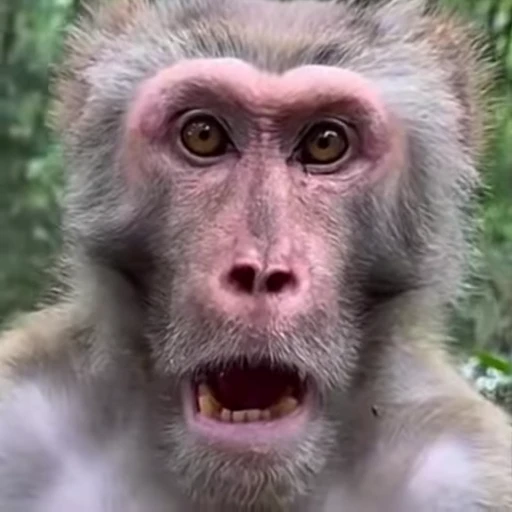 Стикерпак Monkeys для Telegram