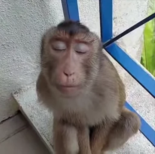 🌟 Стикер «Monkeys» для Telegram