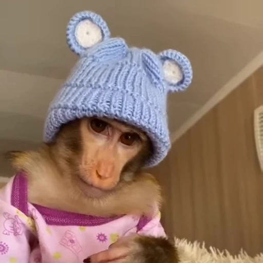 🌟 Стикер «Monkeys» для Telegram