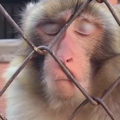 😴 Стикер «Monkeys» для Telegram