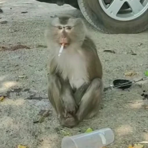 🌟 Стикер «Monkeys» для Telegram