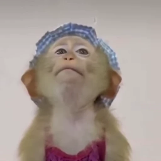 😒 Стикер «Monkeys» для Telegram