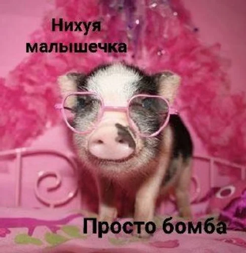 😍 Стикер «Хрюшки» для Telegram