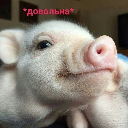 💋 Стикер «Хрюшки» для Telegram