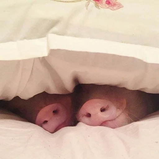 🐽 Стикер «Хрюшки» для Telegram