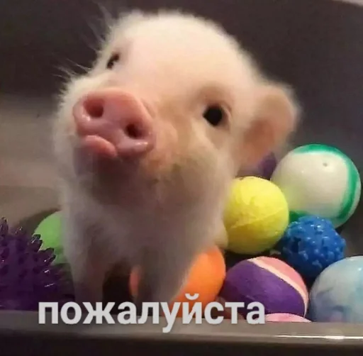 🙏 Стикер «Хрюшки» для Telegram