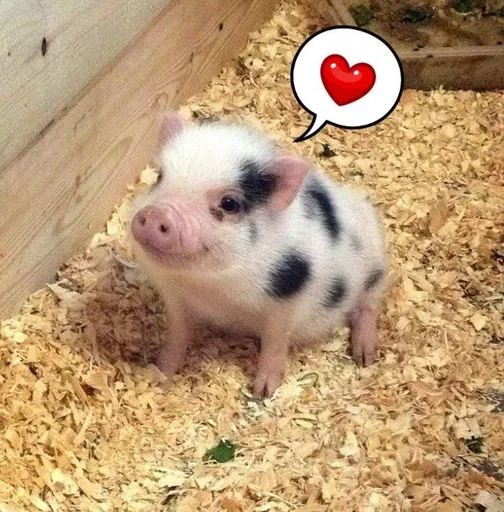 ❤️ Стикер «Хрюшки» для Telegram