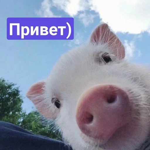 👋 Стикер «Хрюшки» для Telegram