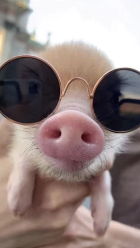 😎 Стикер «Хрюшки» для Telegram