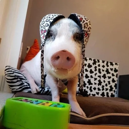 🐷 Стикер «Хрюшки» для Telegram