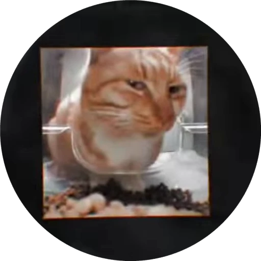 😘 Стикер «Для шлёпанца(шлёпы)» для Telegram