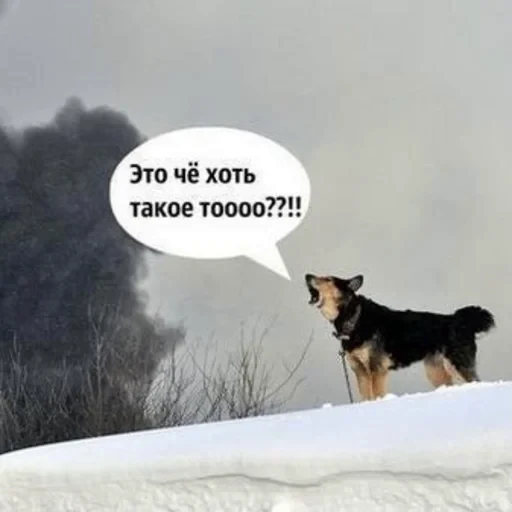 🤔 Стикер «ЗБС» для Telegram