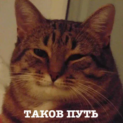🤌 Стикер «ЗБС» для Telegram