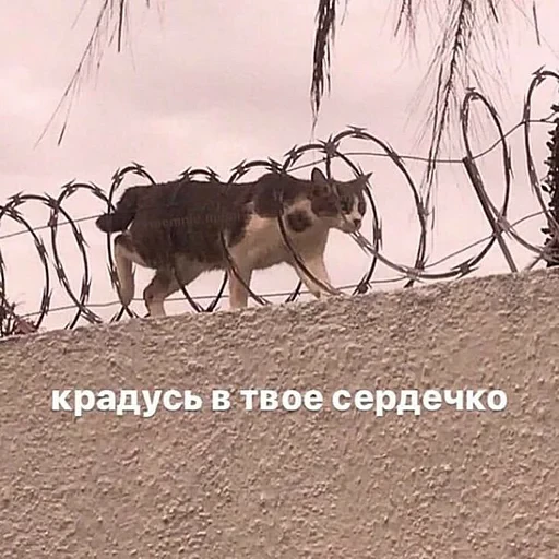 ❤️ Стикер «ЗБС» для Telegram