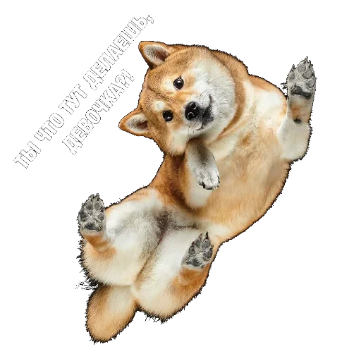 🤨 Стикер «ЗБС» для Telegram