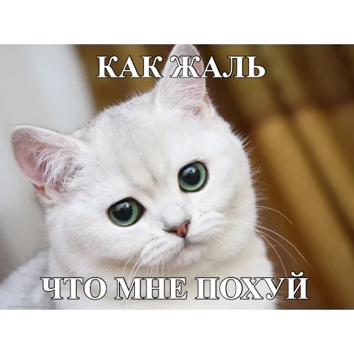 😑 Стикер «ЗБС» для Telegram