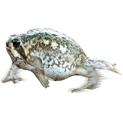 🐸 Стикер «Toad» для Telegram