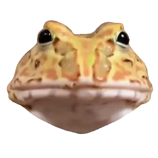 Стикерпак Toad для Telegram — скачать
