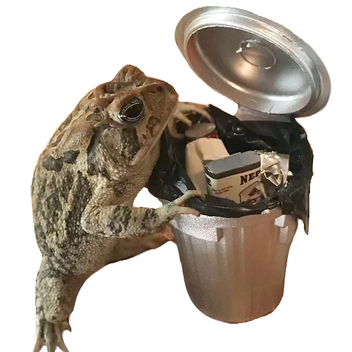 🐸 Стикер «Toad» для Telegram