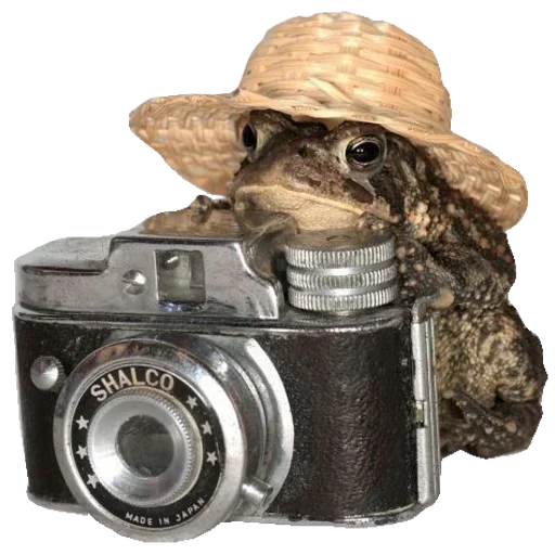 🐸 Стикер «Toad» для Telegram