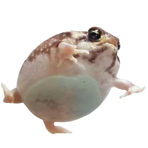 🐸 Стикер «Toad» для Telegram