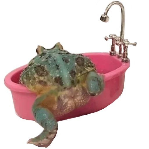 🐸 Стикер «Toad» для Telegram