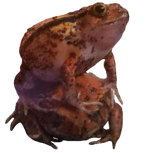 🐸 Стикер «Toad» для Telegram