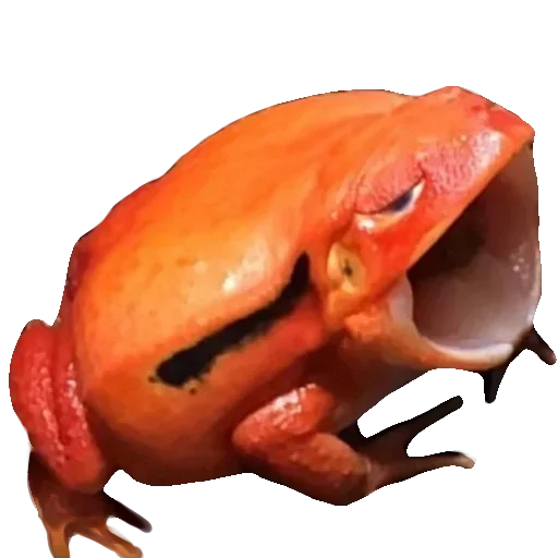 🐸 Стикер «Toad» для Telegram