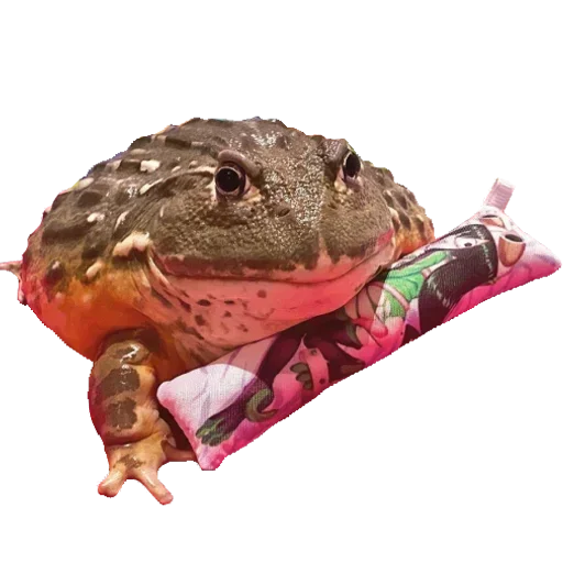 🐸 Стикер «Toad» для Telegram