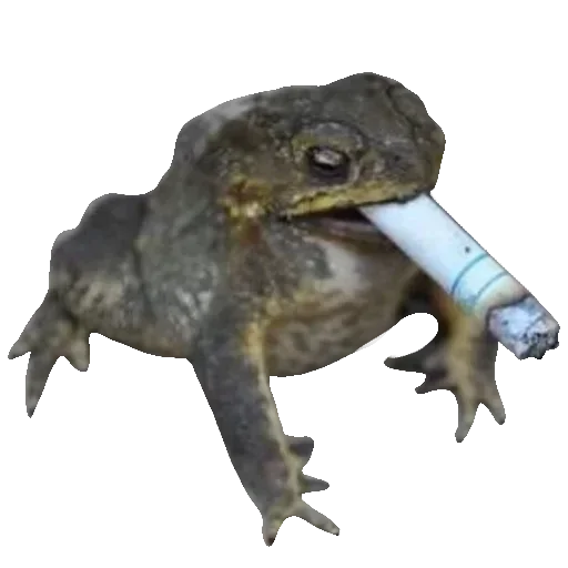 🐸 Стикер «Toad» для Telegram